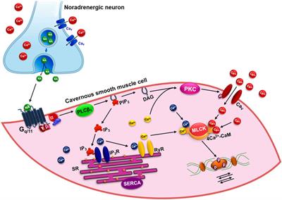 Frontiers Erectile Dysfunction Key Role of Cavernous Smooth